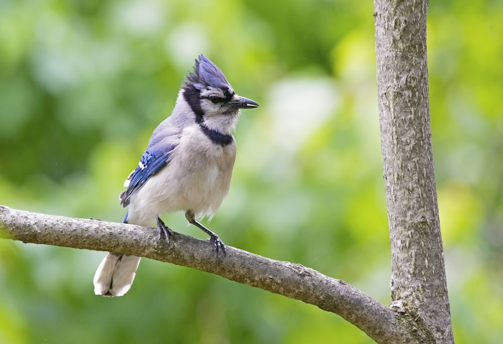 blue and purple jay bird on tree branch