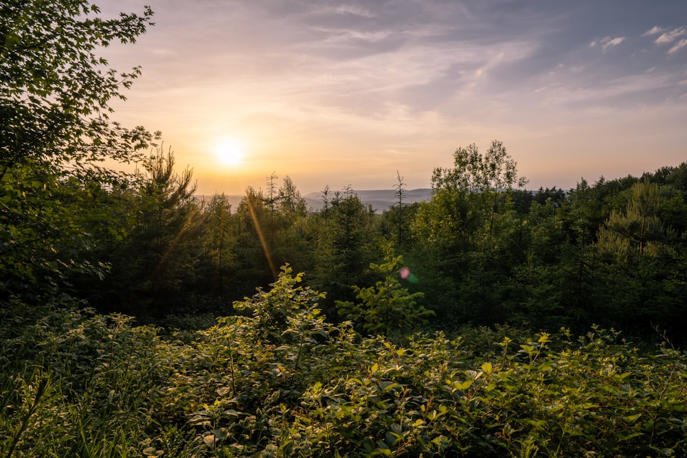 the sun is setting over the trees in the forest