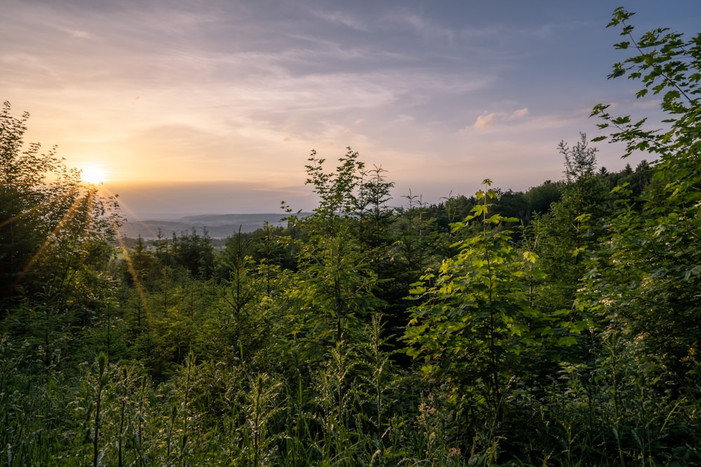 the sun is setting over the trees in the forest