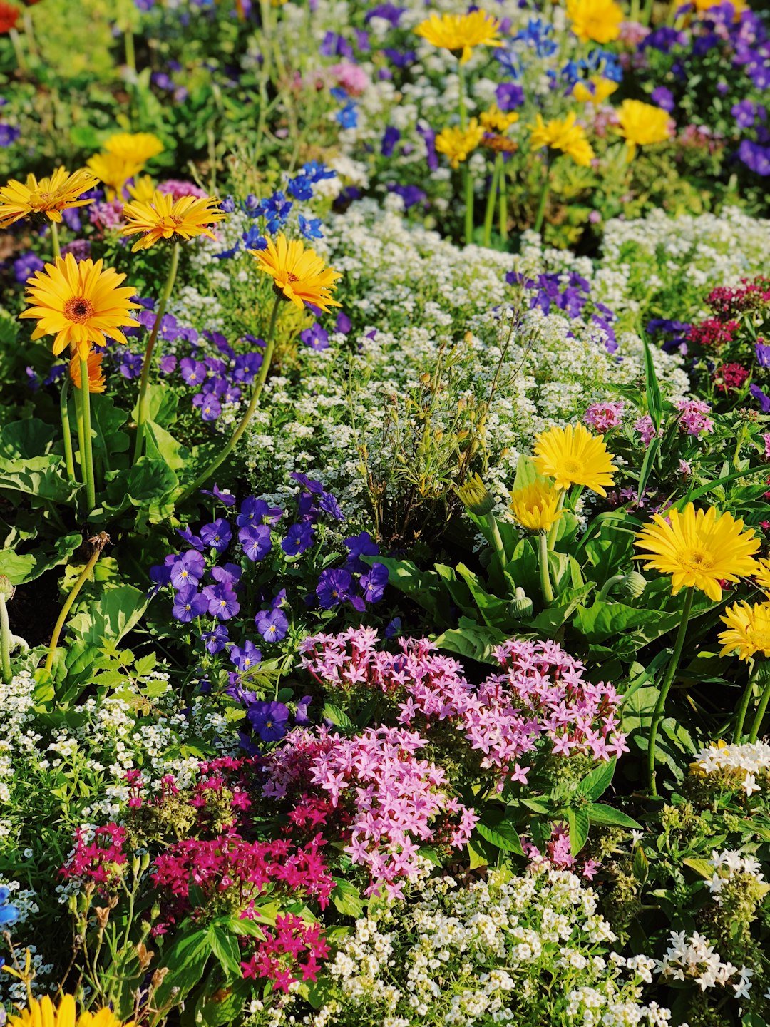 sunrose fertilizer, sunrose, flowers field