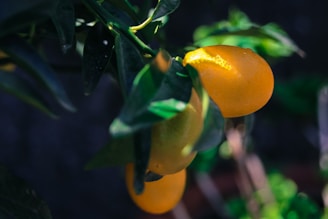 A bright, natural photo of ripe oranges hanging on tree branches in a lush orchard.