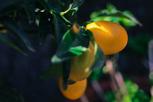 An image of ripe oranges hanging from a branch, surrounded by lush green leaves. The sunlight highlights the vibrant orange color of the fruit, creating a contrast with the dark green foliage and blurred background.