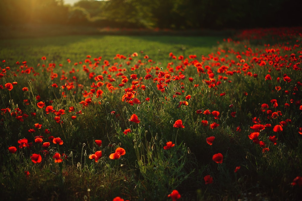 Jardín de flores de pétalos rojos