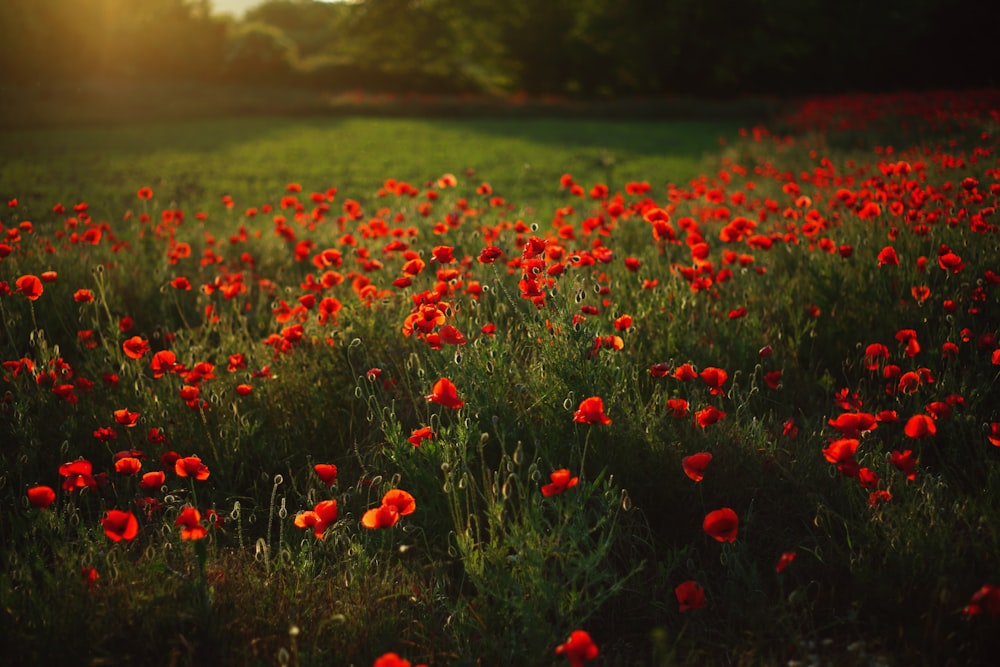 Poppy Field Pictures | Download Free Images on Unsplash