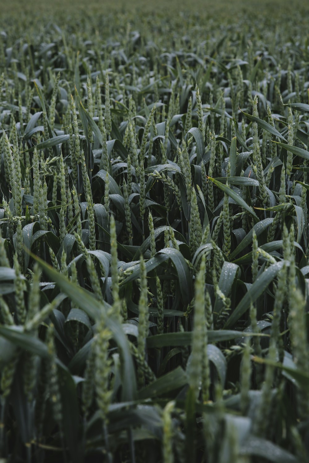 green wheat field