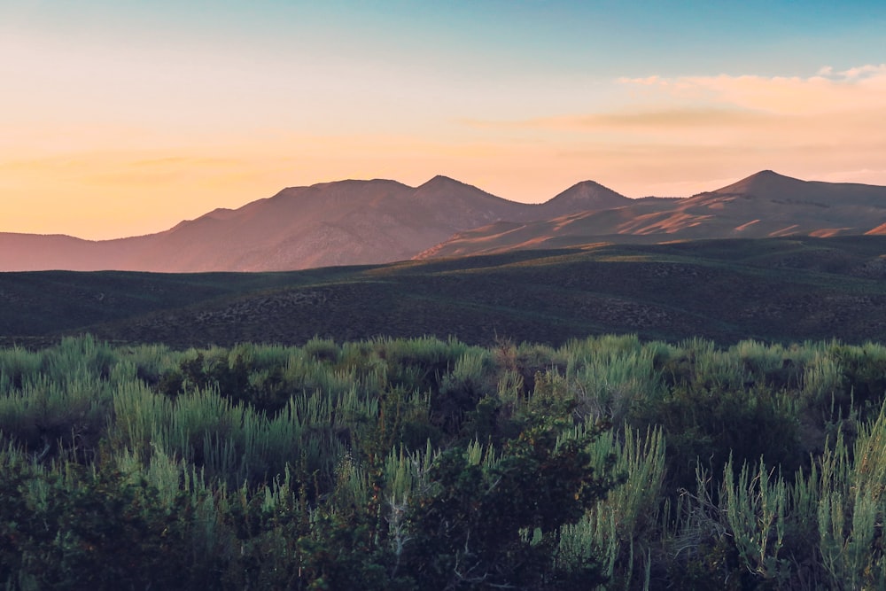 photo of green grass and mountain range