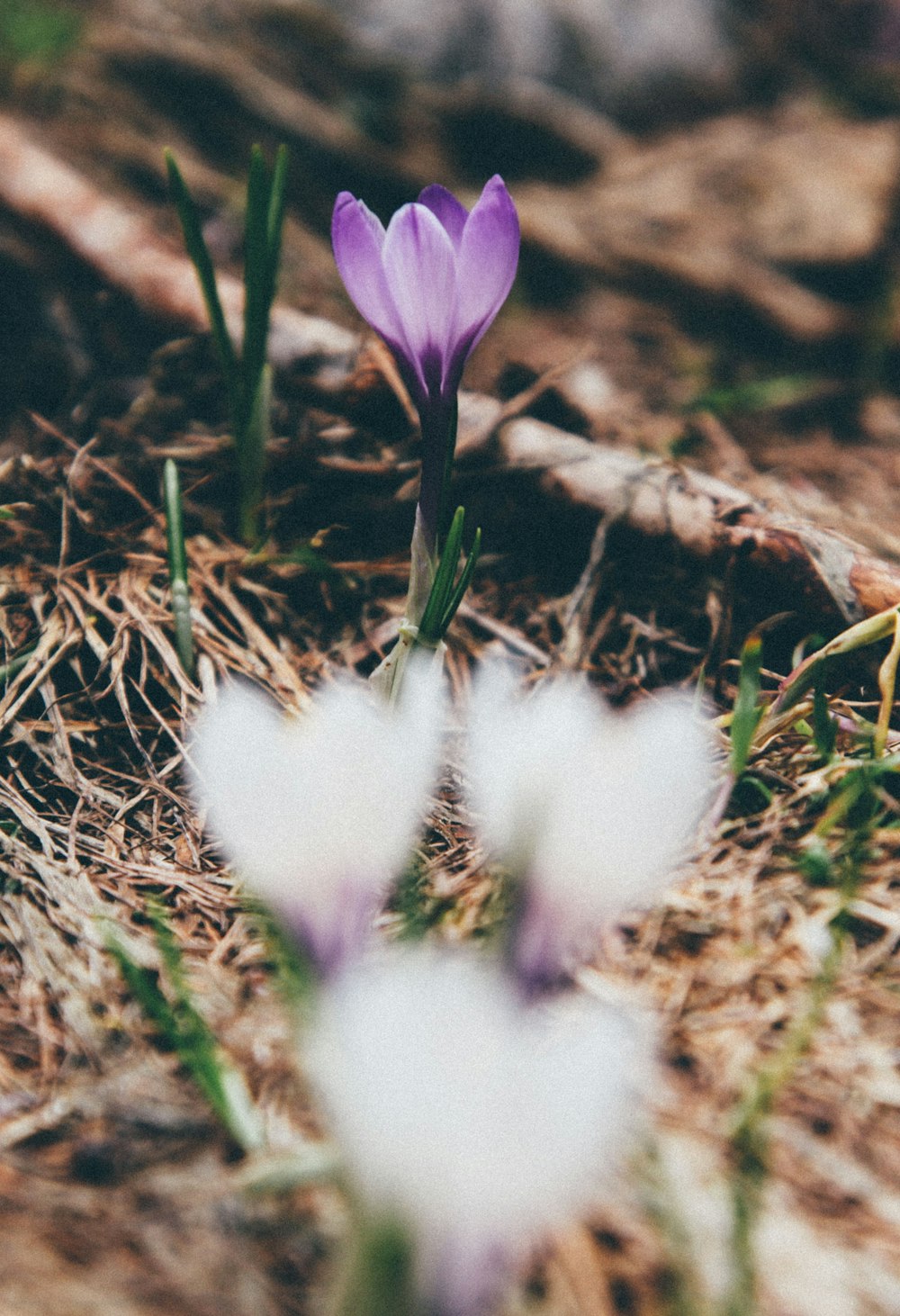 closeup photo of purple petaled flowers