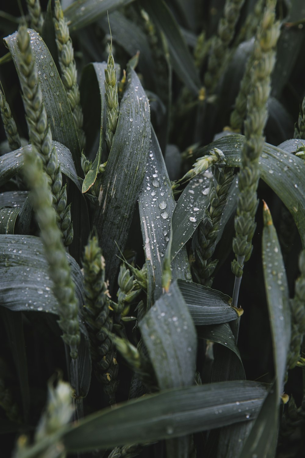 close-up photography of green plants