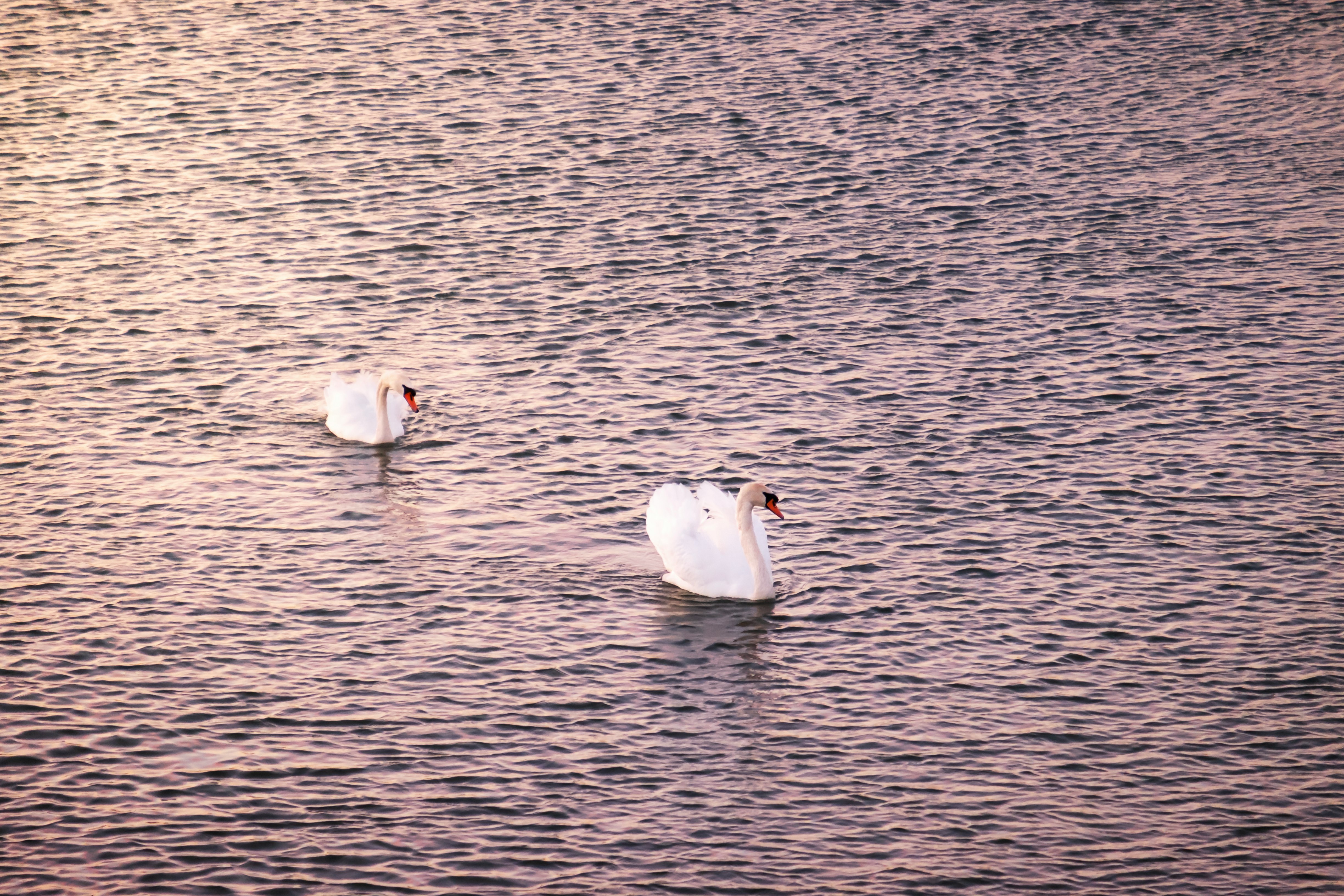two mute swans crossing water
