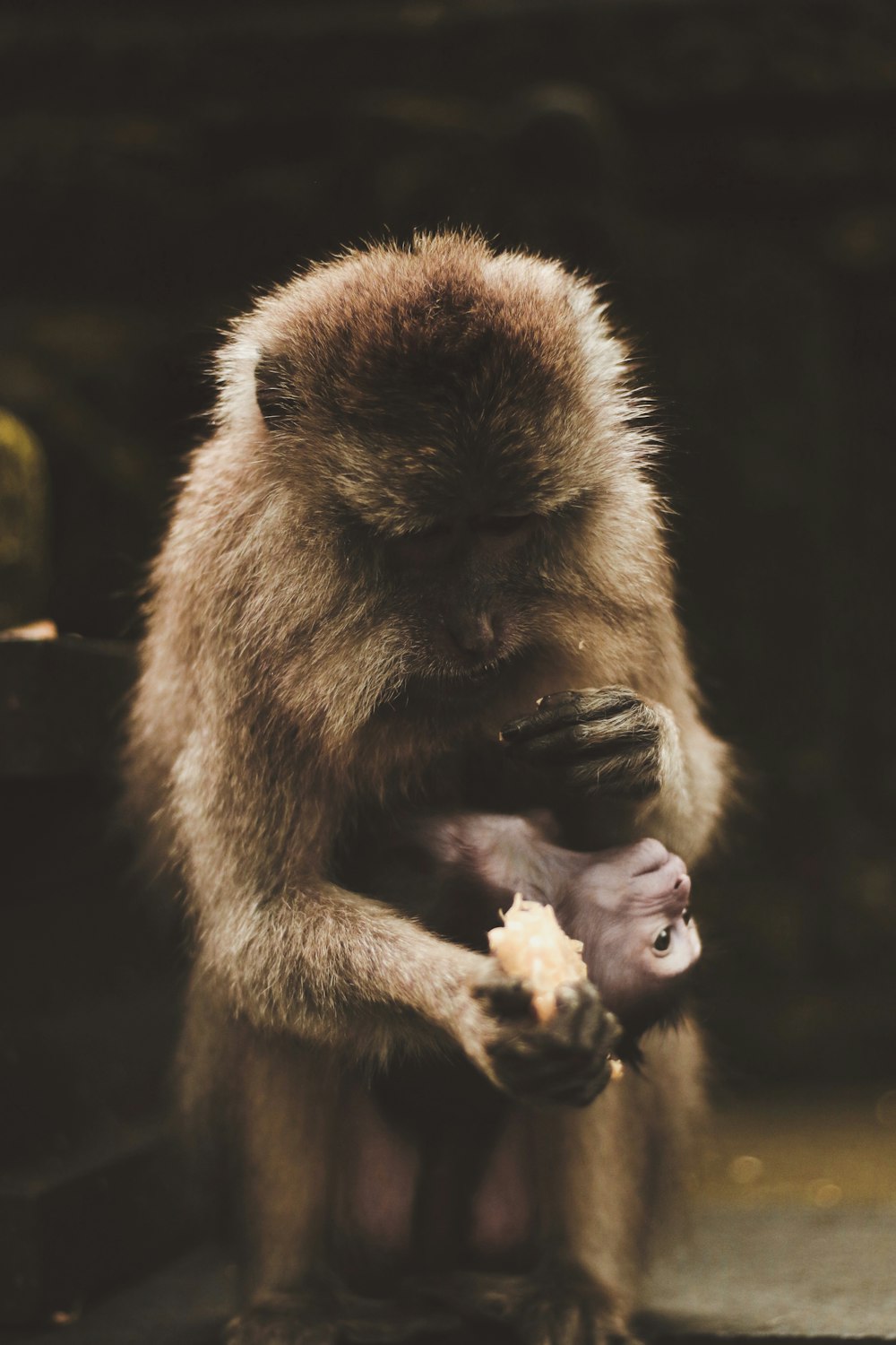 Affe hält Futter in der Hand