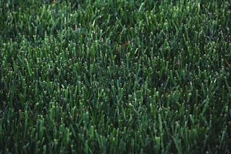 green grass