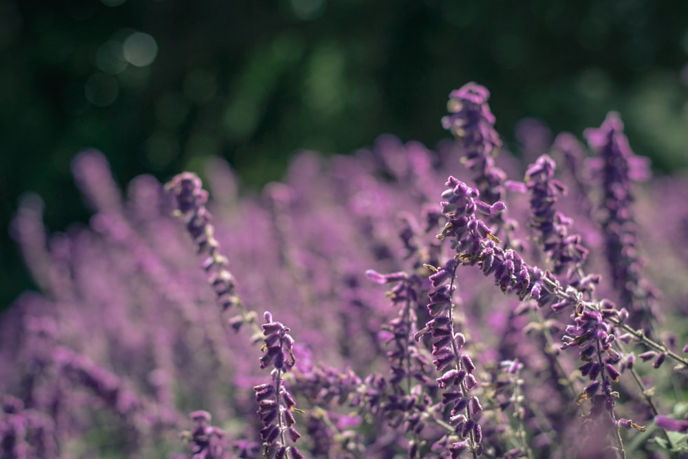 purple flower in tilt shift lens