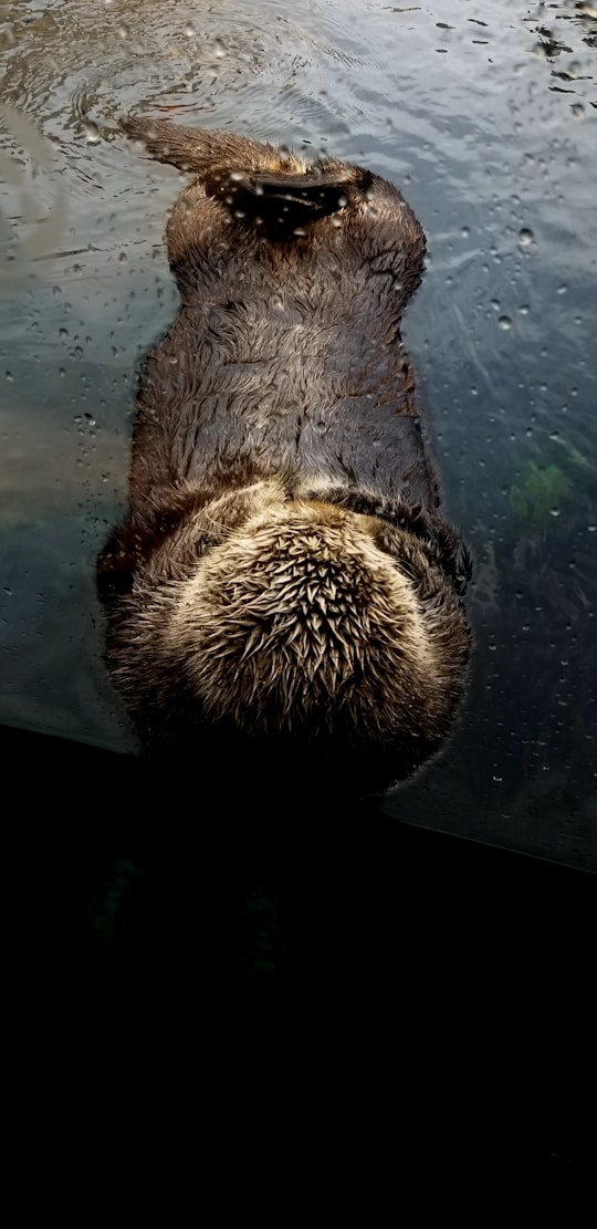 photography of hedgehog swimming on water in Monterey Bay Aquarium United States