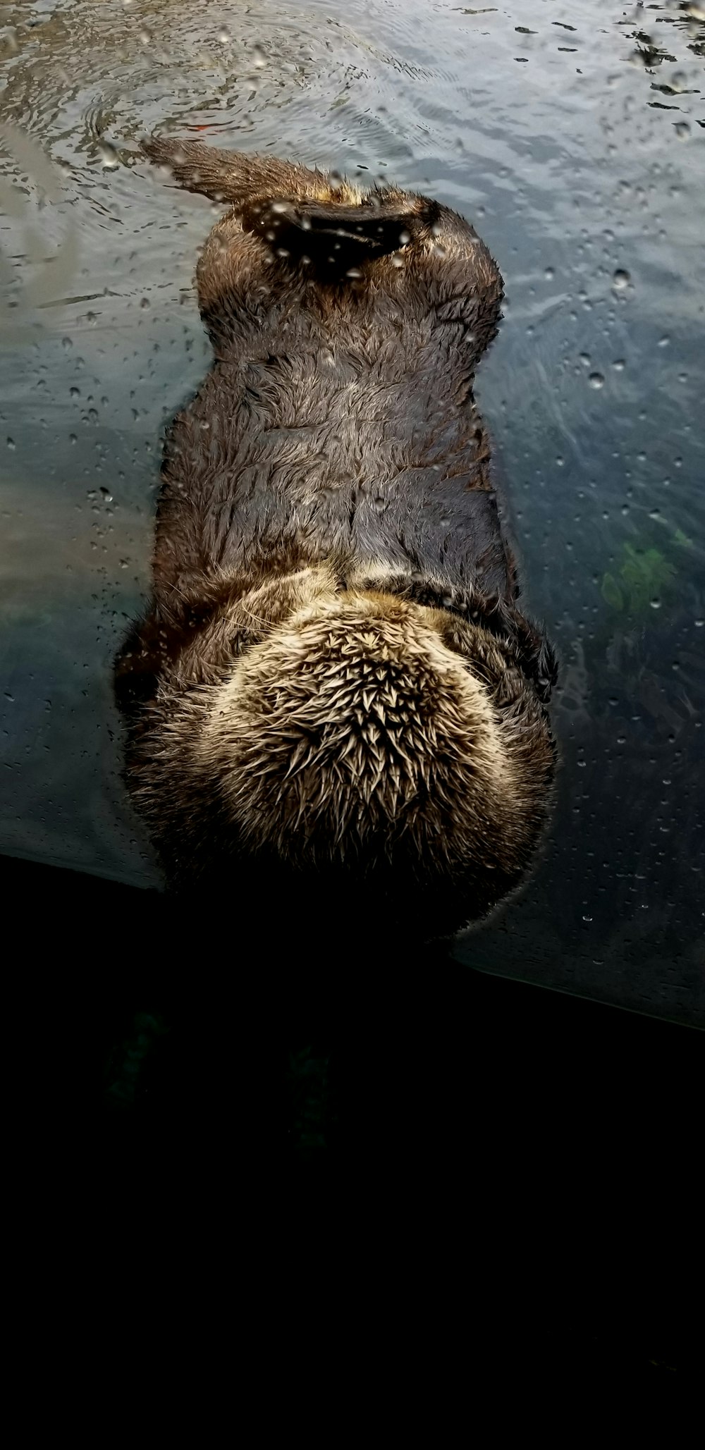 photography of hedgehog swimming on water