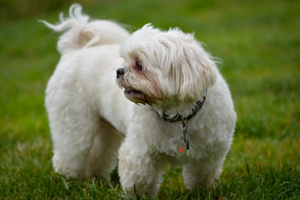 Filhote de cachorro branco em pé no campo de grama verde
