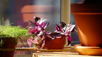 A bright indoor plant arrangement on a wooden table near a sunny window.