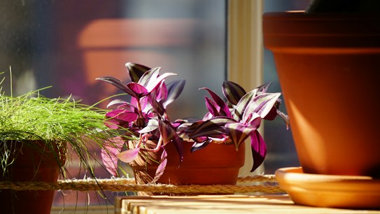 Several potted plants are arranged on a wooden surface by a window. The plants include vibrant green grass-like foliage and another with intricate purple and green leaves. Sunlight illuminates the plants and casts shadows, creating a warm atmosphere.