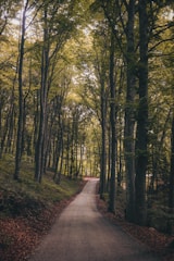 forest trail surrounded by trees