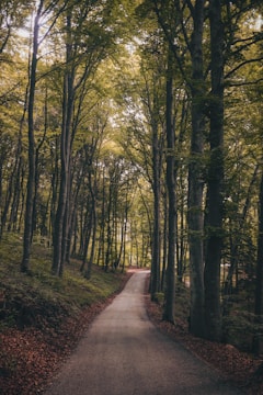 forest trail surrounded by trees