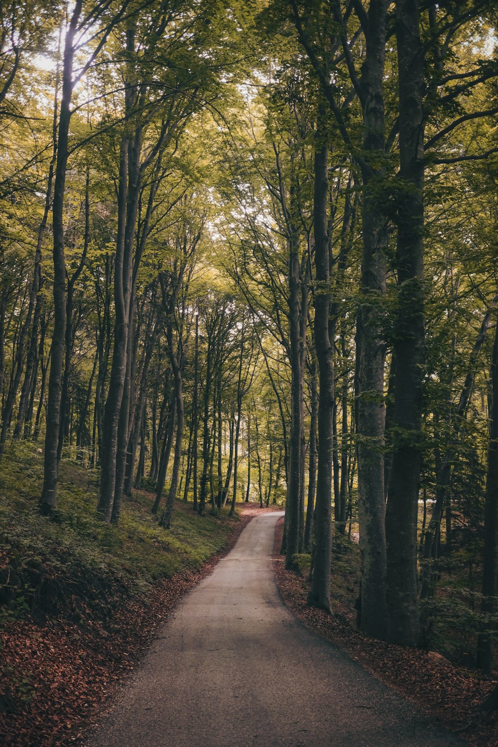 forest trail surrounded by trees