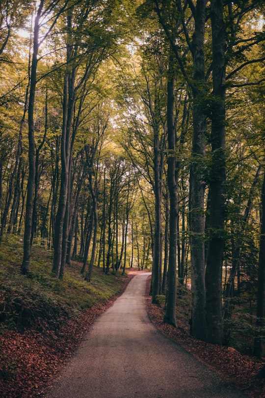 forest trail surrounded by trees in Lago di Cei Italy