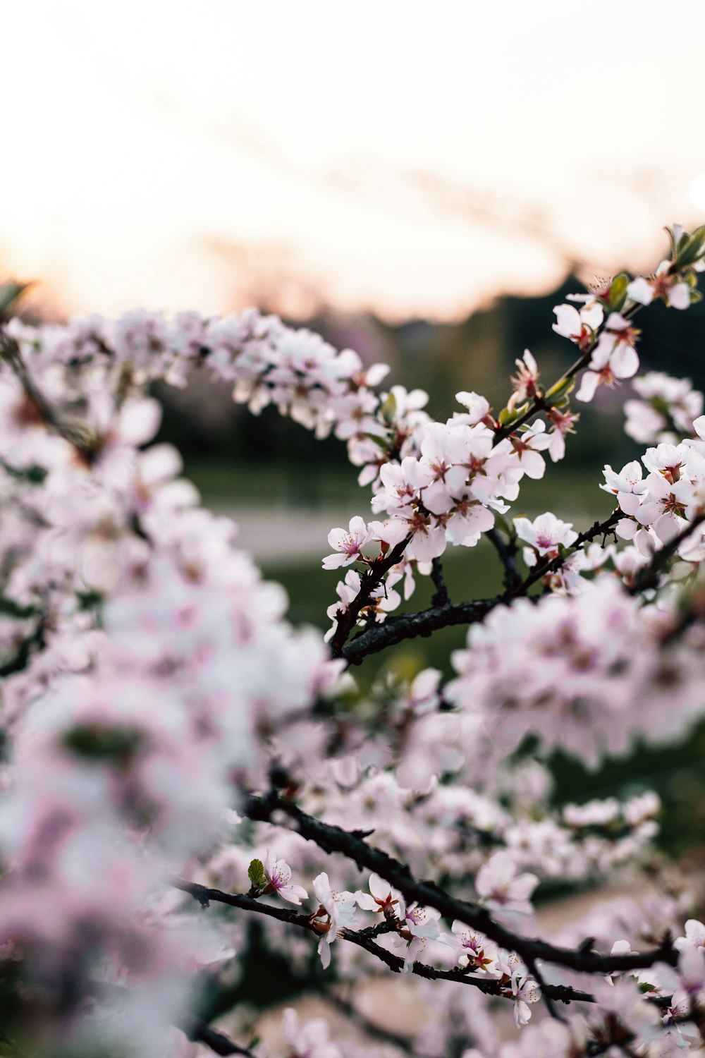 foto ravvicinata di fiori dai petali rosa