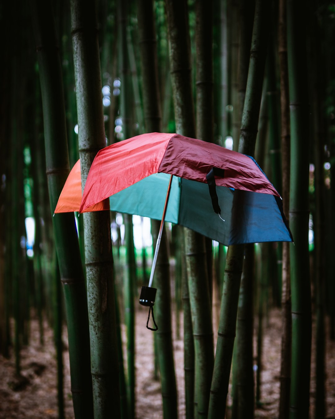 umbrella stocked on bamboo plants