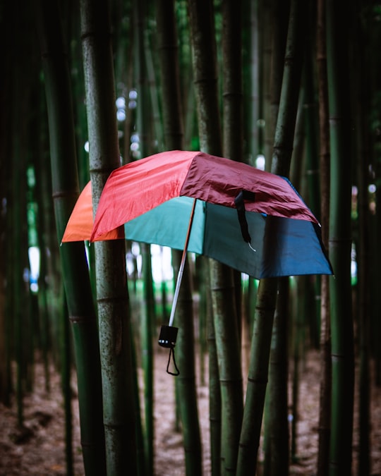 umbrella stocked on bamboo plants in Milan Italy
