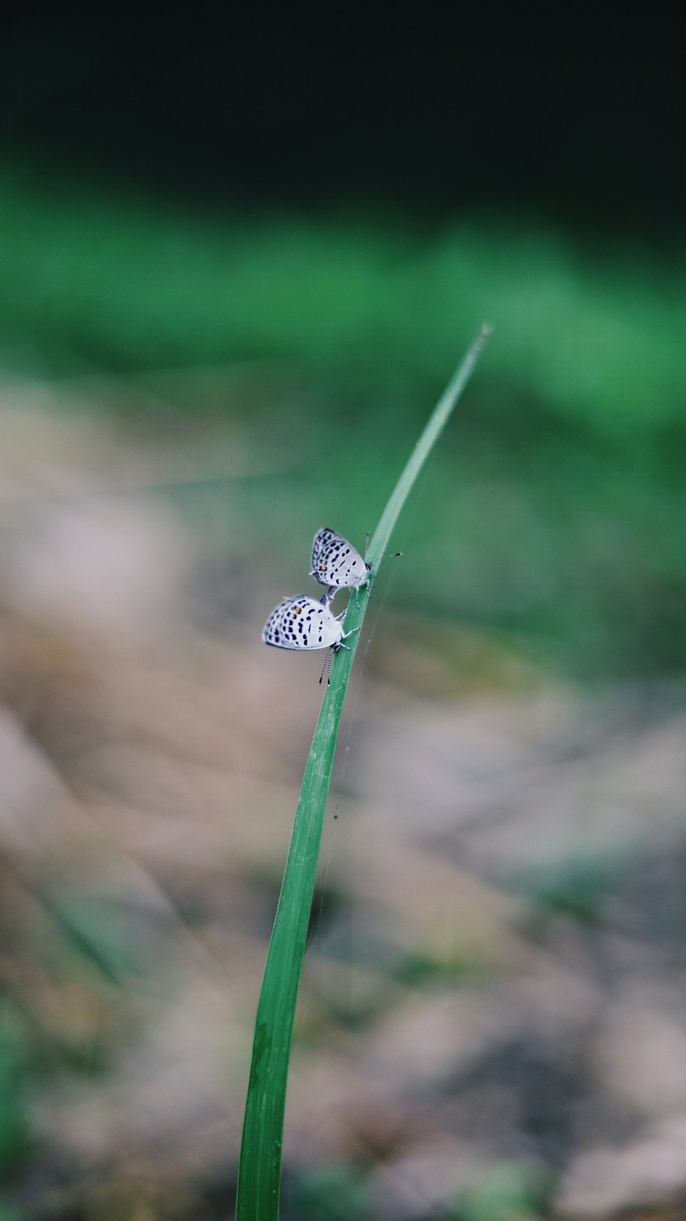 two white butterflies on grass blade
