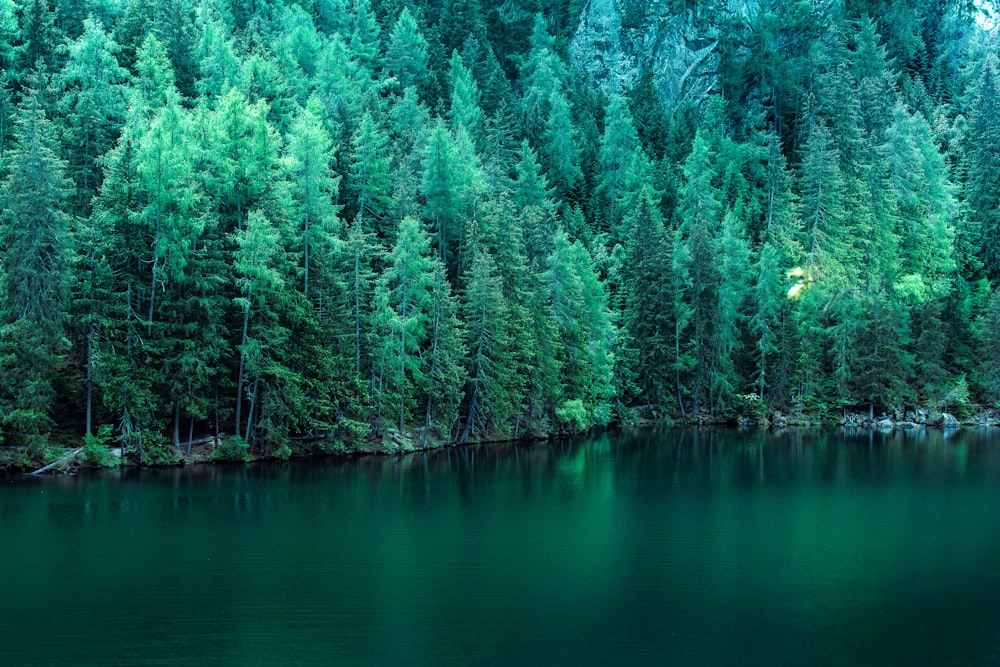 body of water surround by pine trees