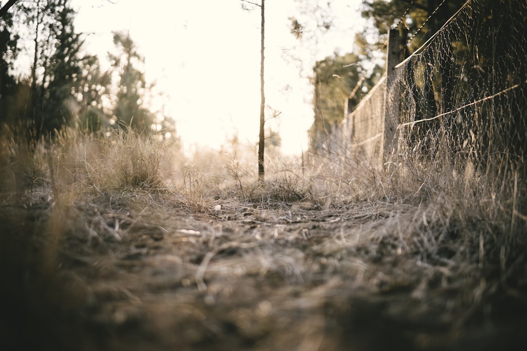 Forest photo spot Narrandera Australia