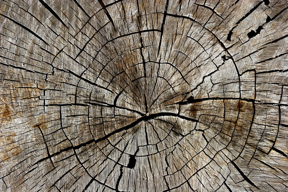 a close up of a tree trunk showing the cross section