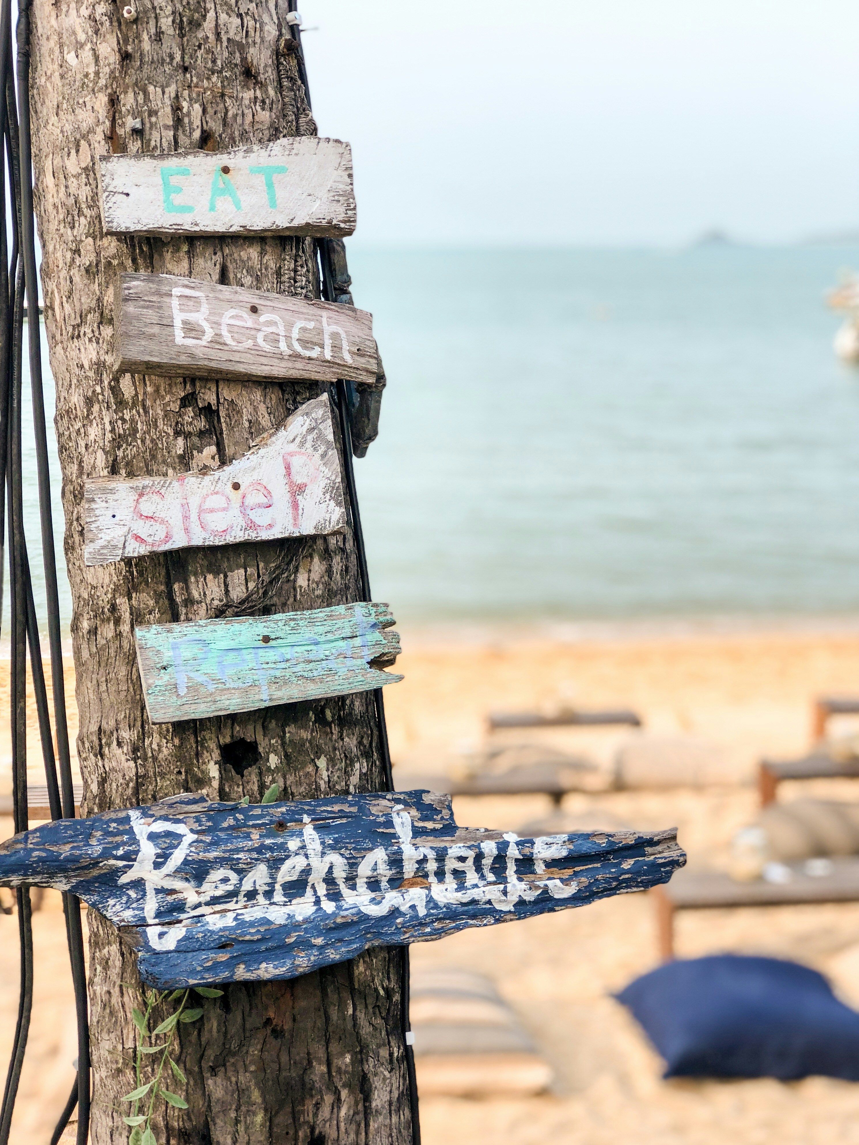 a wooden sign on a tree on a beach