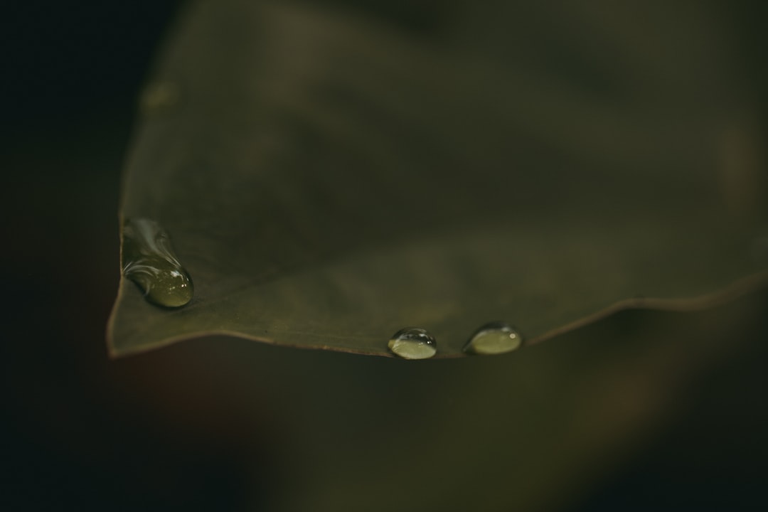 water droplets on green leaf