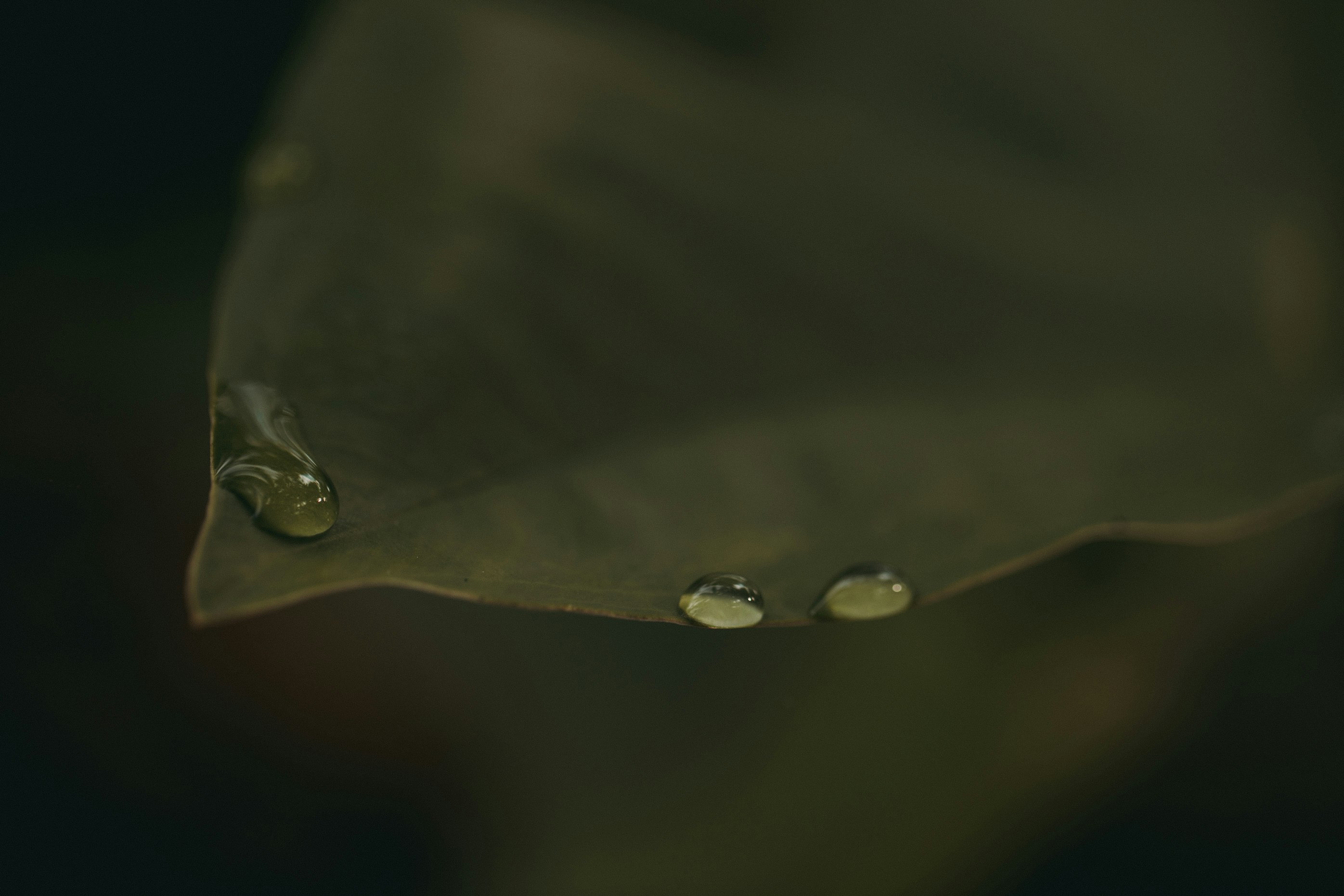 water droplets on green leaf