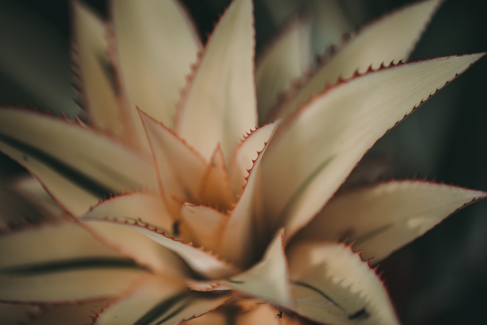 白い植物の浅い焦点写真