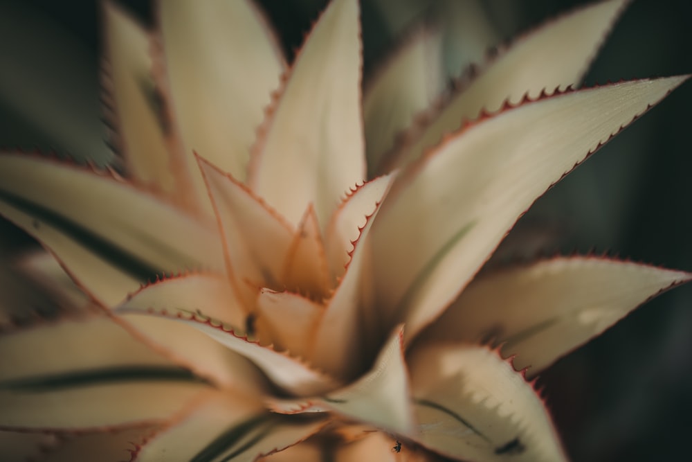 Fotografia de foco raso de planta branca