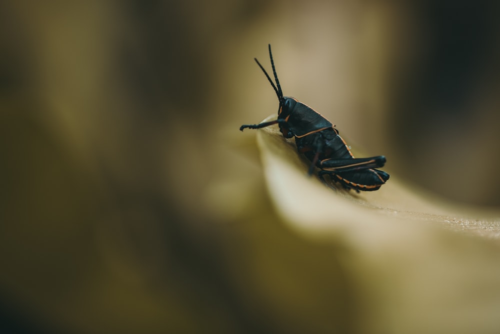 Fotografia de foco raso de grilo preto