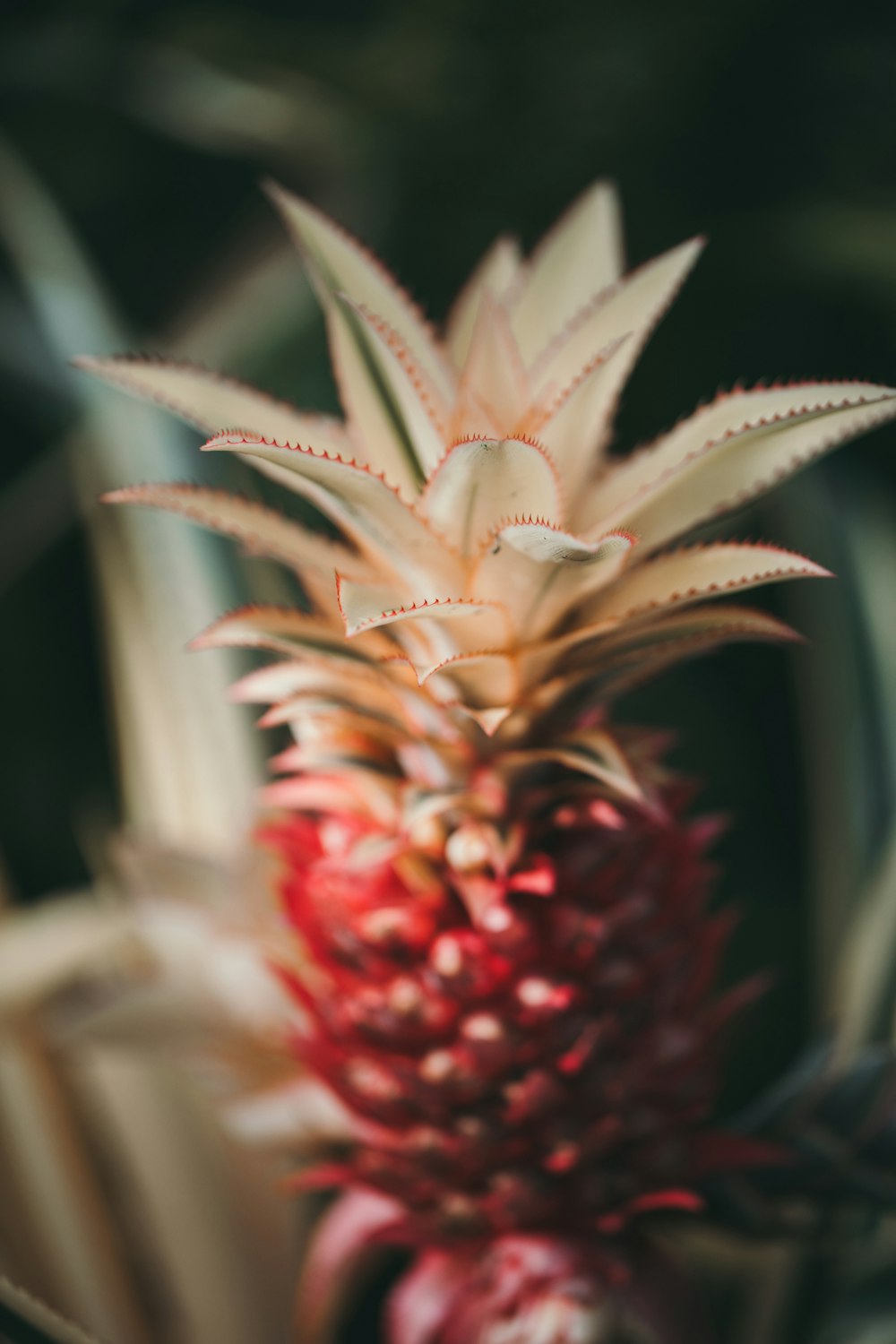 fotografia a fuoco superficiale dell'ananas rosso