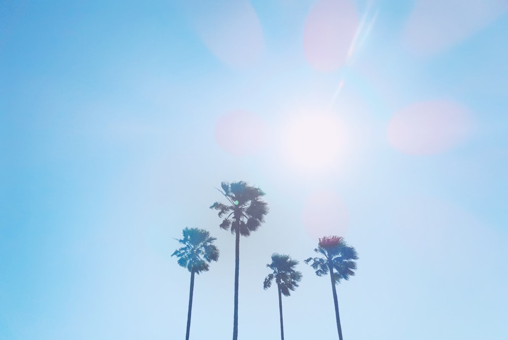 silhouette of four coconut trees at daytime