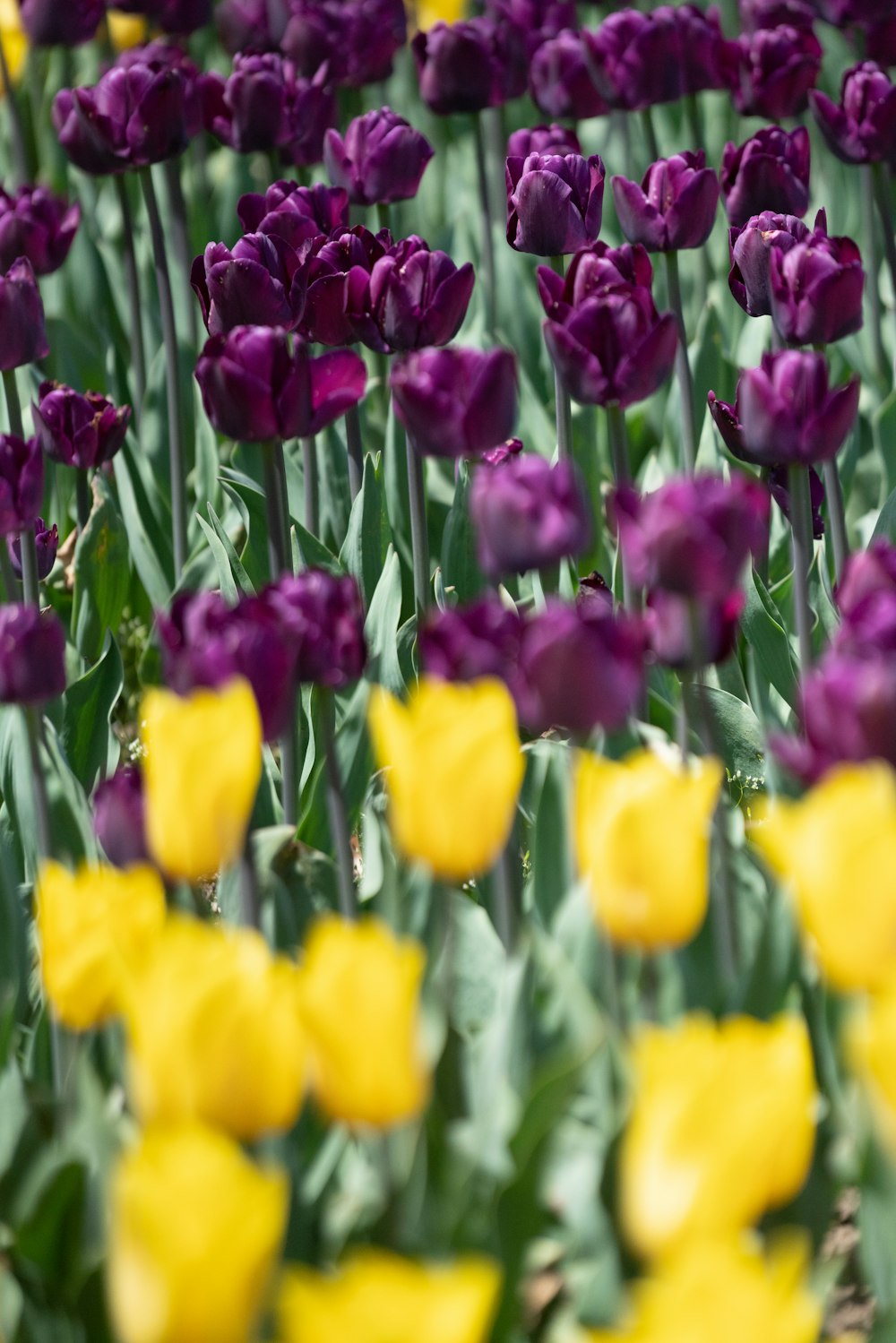 bed of purple and yellow tulip flowers