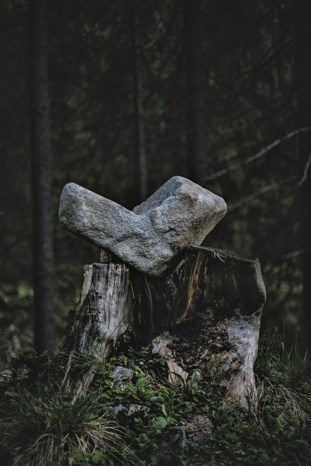 roche grise sur souche d’arbre