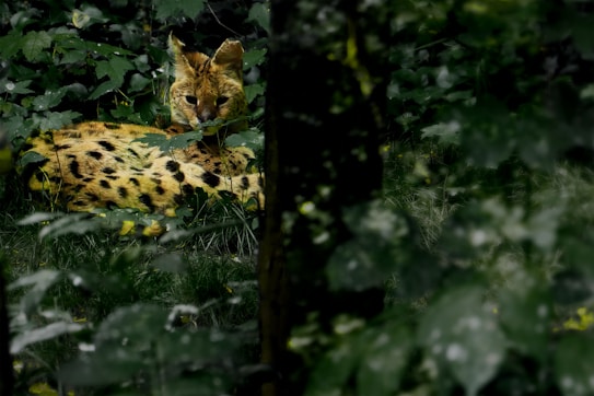 A serval with spotted fur is lying down amidst dense green foliage. The serval's body and part of its head are visible with the animal looking intently towards the front. The surrounding environment is lush and teeming with various shades of green leaves and grass.
