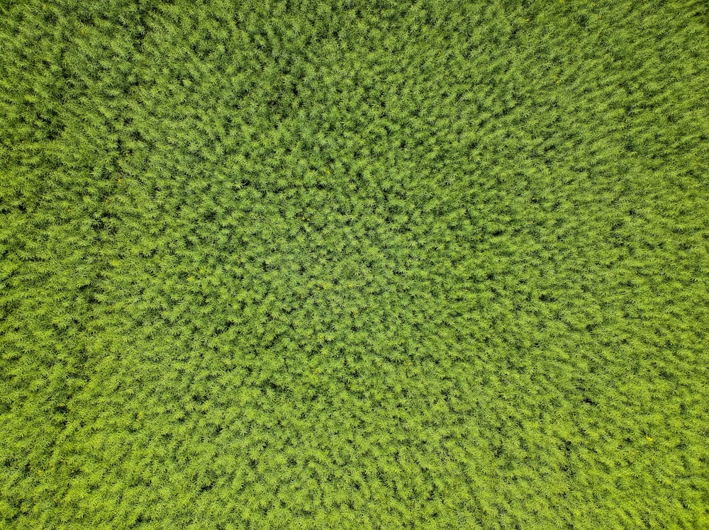 an overhead view of a green field with trees