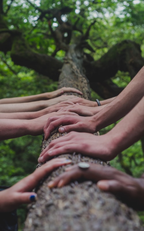 a group of people holding hands on top of a tree