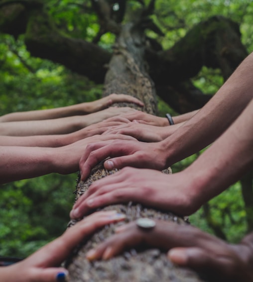 a group of people holding hands on top of a tree