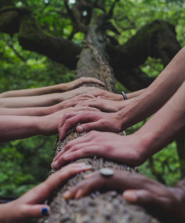 a group of people holding hands on top of a tree