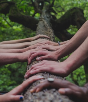 a group of people holding hands on top of a tree