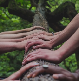 a group of people holding hands on top of a tree