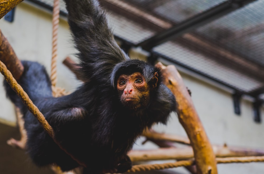 selective focus of climbing monkey